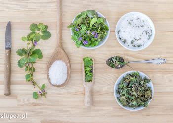 Sklepy zielarskie w Słupcy