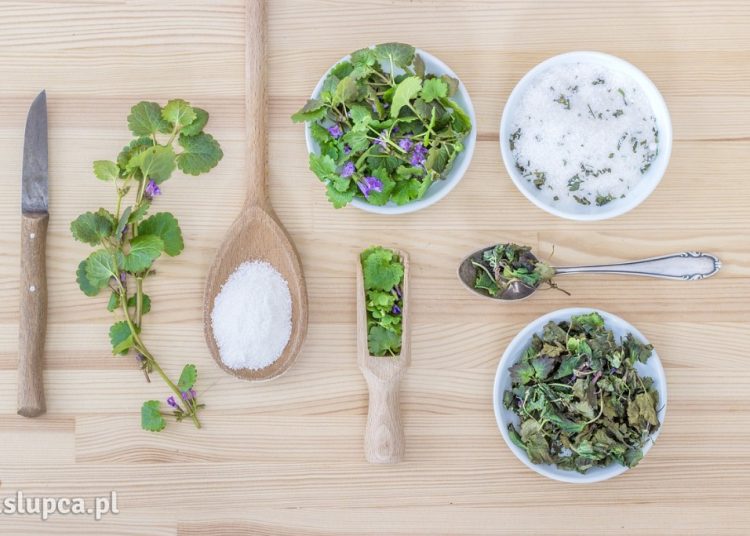 Sklepy zielarskie w Słupcy