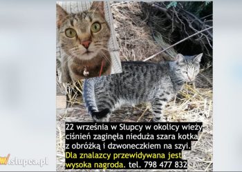 Zaginęła kotka. Dla znalazcy nagroda