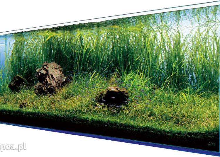 Jak prawidłowo wymieniać wodę w akwarium?