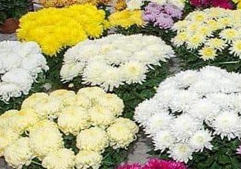 Na targowisku będą rozdawać chryzantemy