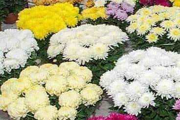 Na targowisku będą rozdawać chryzantemy