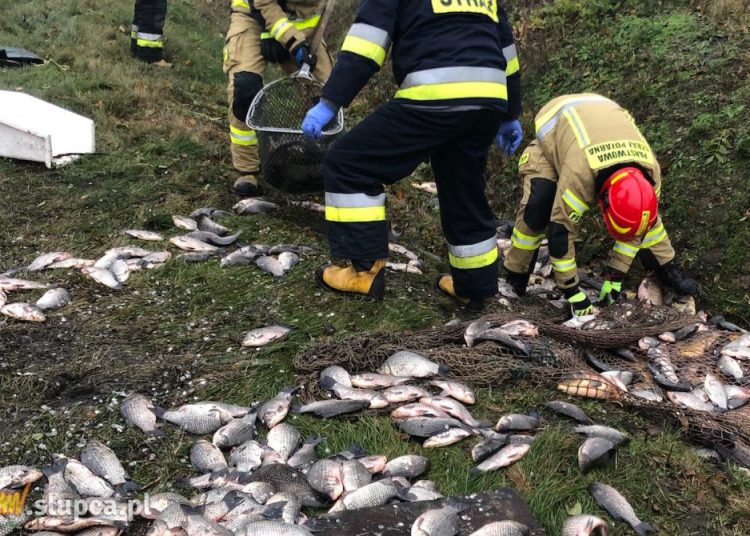 Wypadek na K92. Najbardziej ucierpiały… ryby ZDJĘCIA