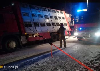 Ciężarówka ze zwierzętami w rowie. Pomogli strażacy