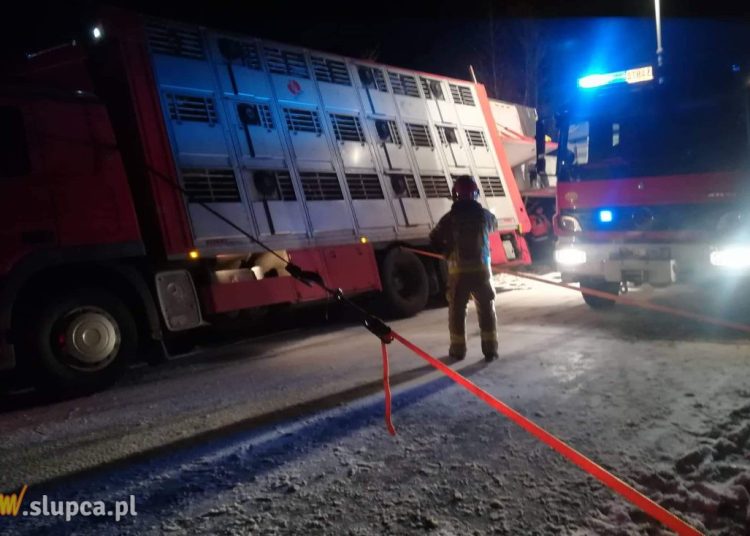 Ciężarówka ze zwierzętami w rowie. Pomogli strażacy