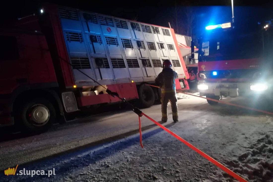 Ciężarówka ze zwierzętami w rowie. Pomogli strażacy