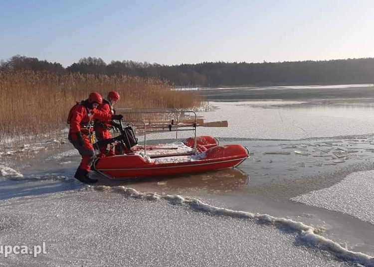 Strażacy ratowali łabędzie
