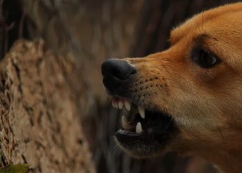 Pies mocno pogryzł kobietę. Dramat w centrum Słupcy