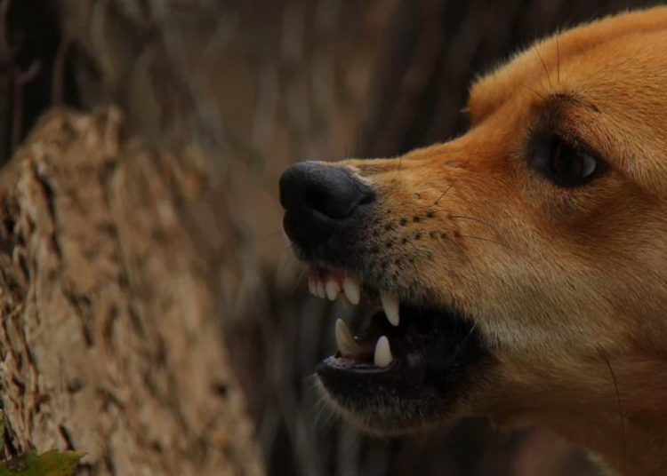 Pies mocno pogryzł kobietę. Dramat w centrum Słupcy