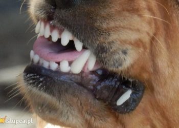 Właścicielka psa ukarana mandatem. Policja apeluje