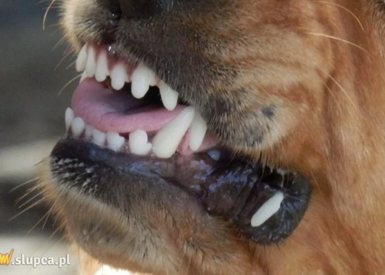 Właścicielka psa ukarana mandatem. Policja apeluje