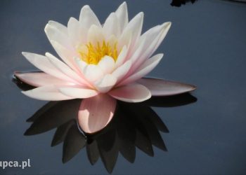Lilie wodne – wyjątkowa ozdoba oczka wodnego