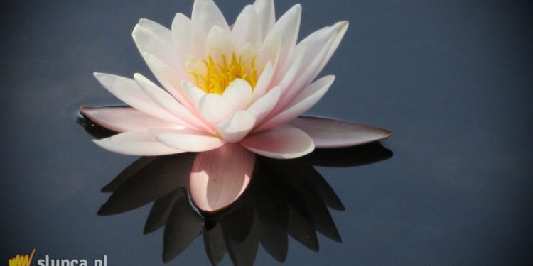 Lilie wodne – wyjątkowa ozdoba oczka wodnego