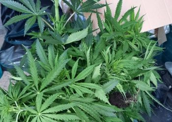 Zatrzymany za nielegalną uprawę konopii