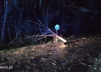 Powalone drzewa na drogach