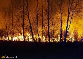 Gasili duży pożar trzciny