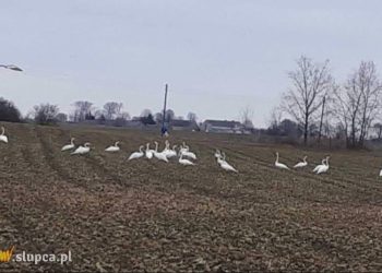 Ptaki niszczą uprawy. Problem jest coraz poważniejszy