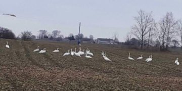 Ptaki niszczą uprawy. Problem jest coraz poważniejszy