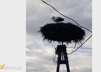 Bociany już wracają