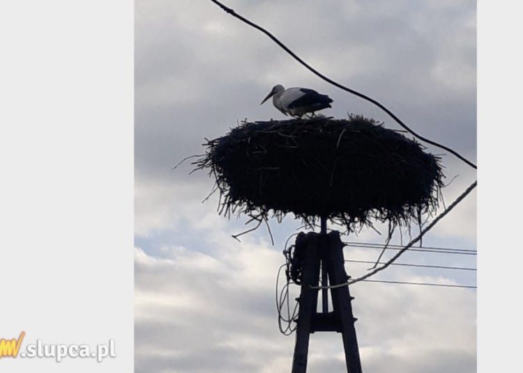 Bociany już wracają