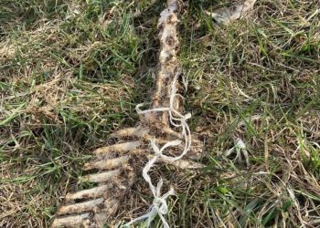 CZY ZWIERZĘ UMIERAŁO W WIELKIM CIERPIENIU?