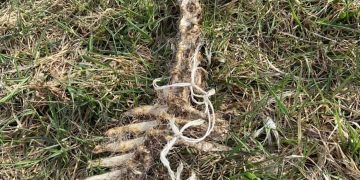 CZY ZWIERZĘ UMIERAŁO W WIELKIM CIERPIENIU?