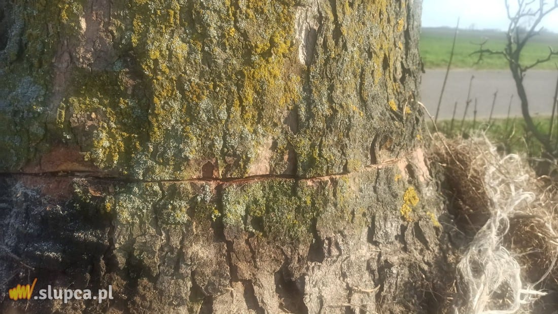 Kto podciął drzewo? Interweniowali strażacy