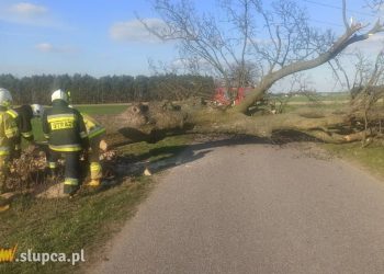 Kto podciął drzewo? Interweniowali strażacy