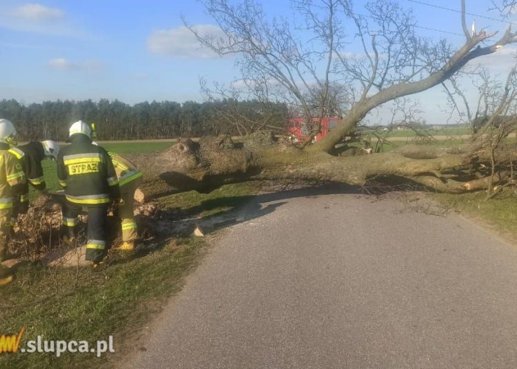 Kto podciął drzewo? Interweniowali strażacy