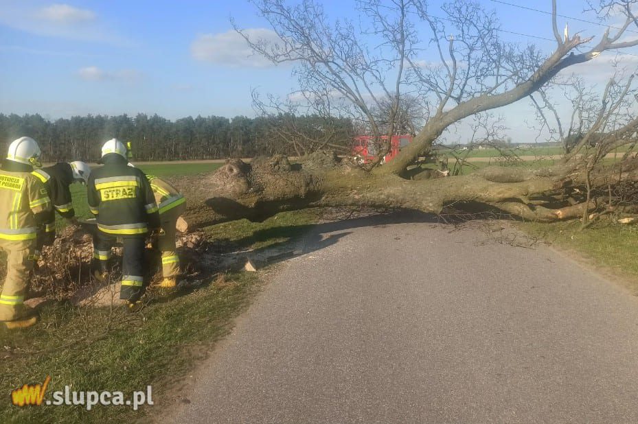 Kto podciął drzewo? Interweniowali strażacy