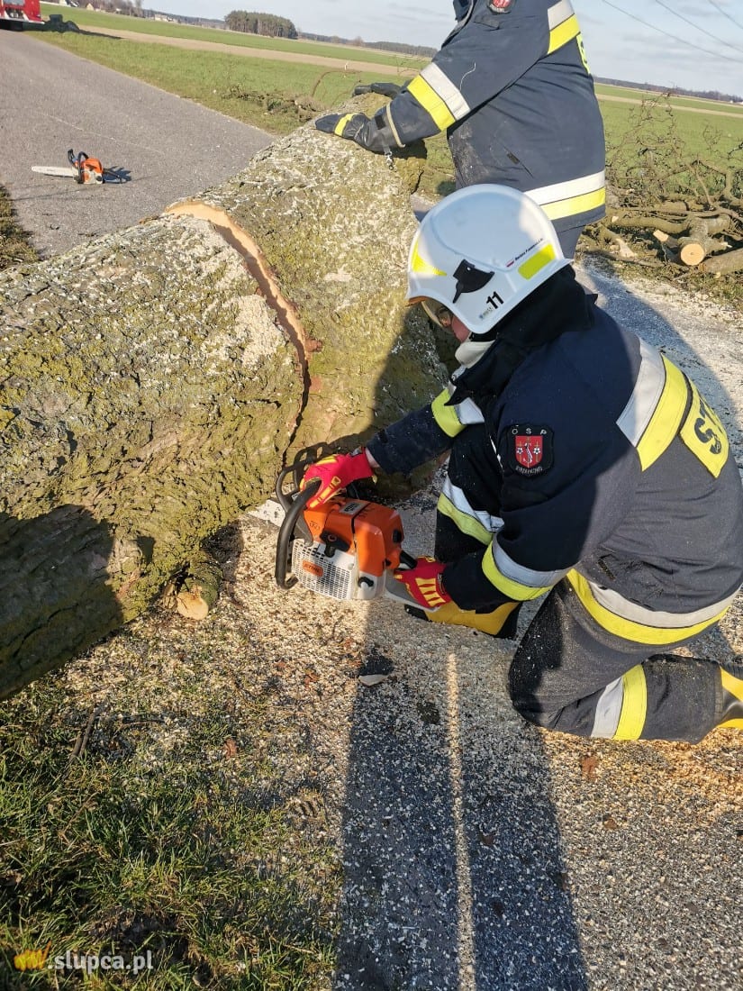 Kto podciął drzewo? Interweniowali strażacy