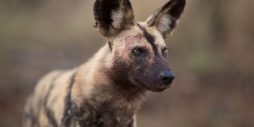 Likaon: wszystko o afrykańskim dzikim psie, który jest zagrożony wyginięciem