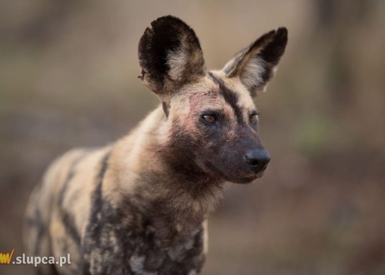 Likaon: wszystko o afrykańskim dzikim psie, który jest zagrożony wyginięciem