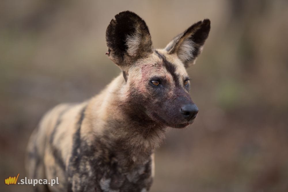 Likaon: wszystko o afrykańskim dzikim psie, który jest zagrożony wyginięciem