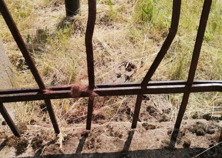 Sarna utknęła w metalowym płocie