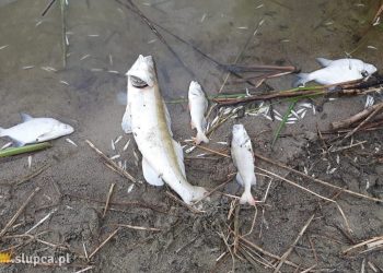 W Jeziorze Słupeckim zdychają kolejne ryby ZDJĘCIA i FILM