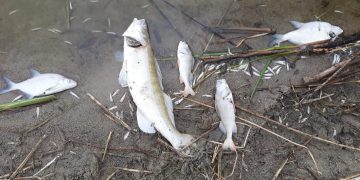 W Jeziorze Słupeckim zdychają kolejne ryby ZDJĘCIA i FILM
