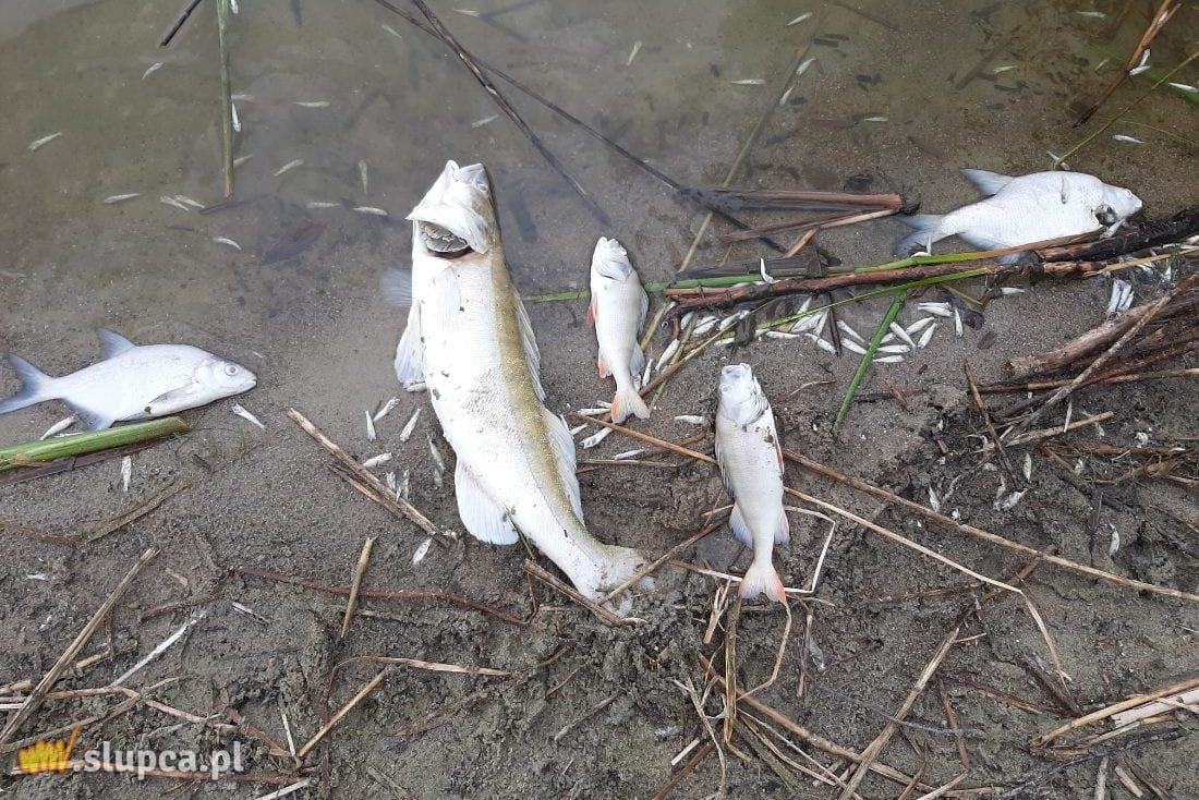 W Jeziorze Słupeckim zdychają kolejne ryby ZDJĘCIA i FILM