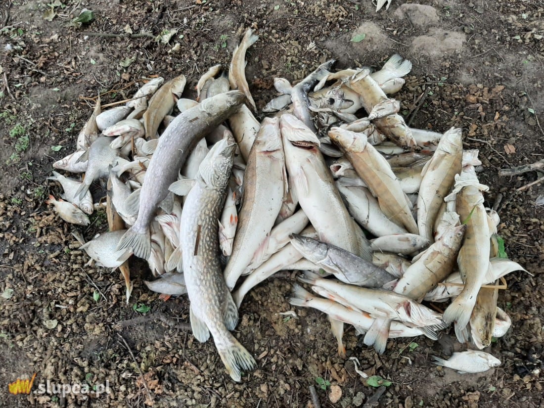 W Jeziorze Słupeckim zdychają kolejne ryby ZDJĘCIA i FILM