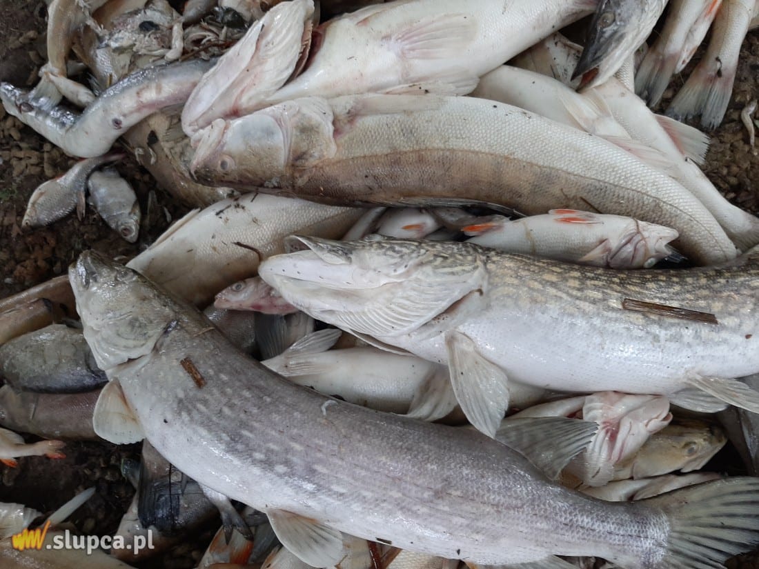 W Jeziorze Słupeckim zdychają kolejne ryby ZDJĘCIA i FILM