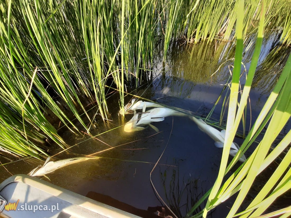 W Jeziorze Słupeckim zdychają kolejne ryby ZDJĘCIA i FILM