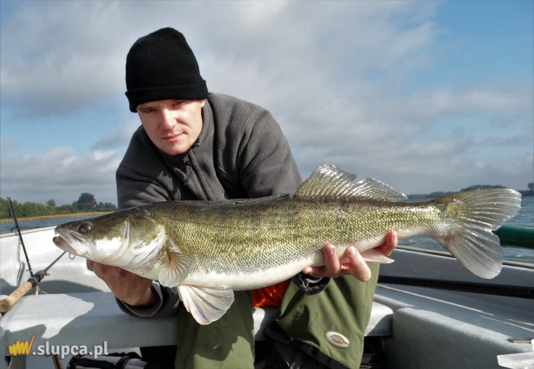 W Jeziorze Słupeckim zdychają kolejne ryby ZDJĘCIA i FILM