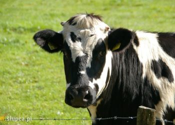 Cielaki uciekły z gospodarstwa. Trwały poszukiwania