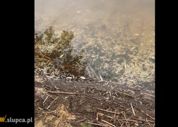 Mnóstwo zdechłych ryb w jeziorze Słupeckim