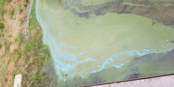 Zielona woda w Jeziorze Powidzkim