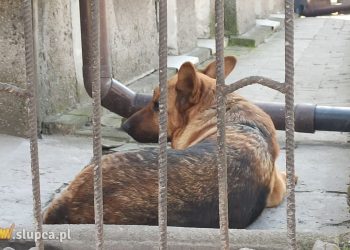 Odbiorą psy mieszkance Słupcy