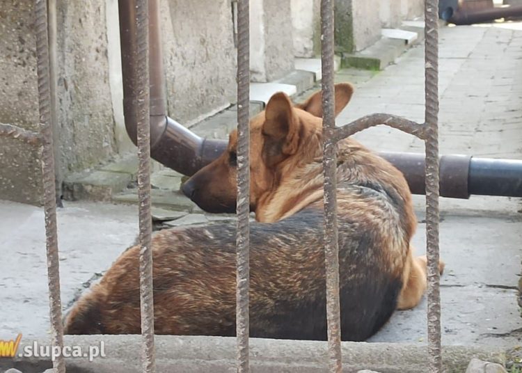 Odbiorą psy mieszkance Słupcy
