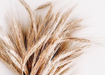 Odwołali dożynki powiatowe