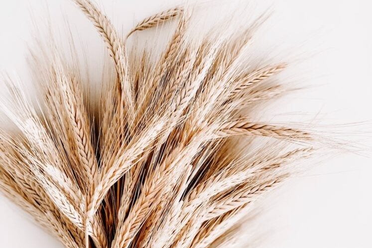 Odwołali dożynki powiatowe