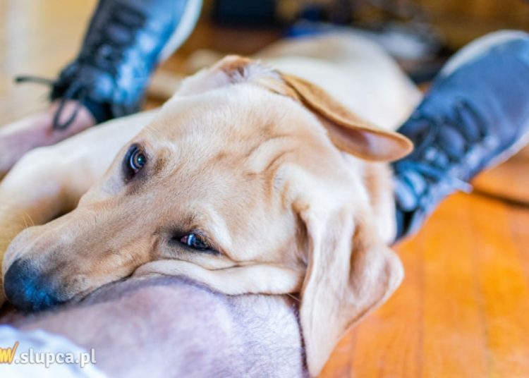 Spokojny pies to szczęśliwy pies – sprawdzone środki na stres